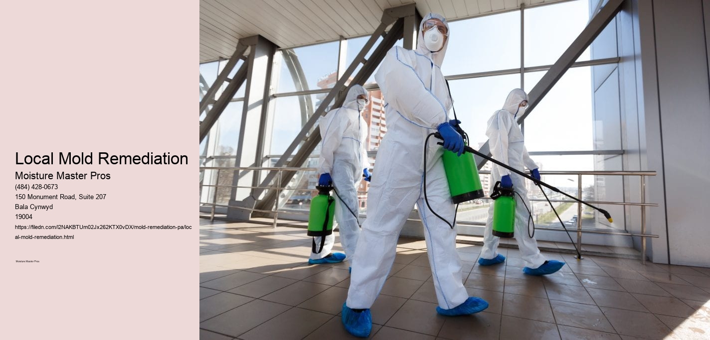 Local Mold Remediation 