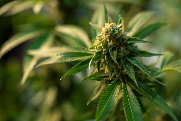 Regulation and Taxation of Cannabis