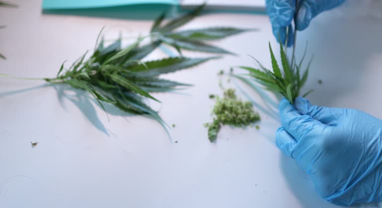 What is the difference between THC and CBD in cannabis?