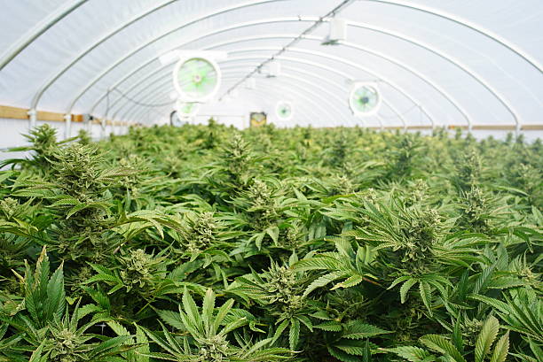 Current Legal Status and Regulation of Medical Cannabis