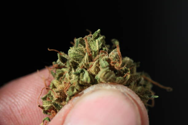 How to experience a new level of relaxation with our latest cannabis product launch