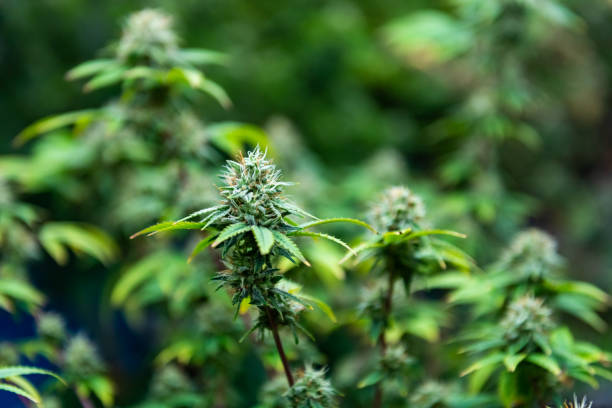 What is the innovative delivery method for this new edible product?