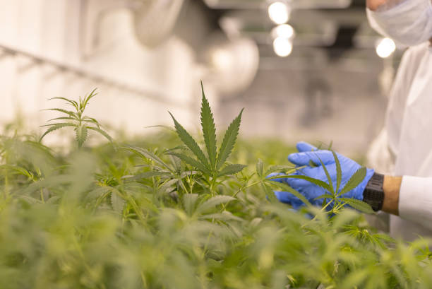 What is the newest technology for cultivating high-quality cannabis plants?