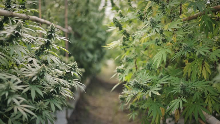 Uncover the secret behind ultra-potent CBD-infused products