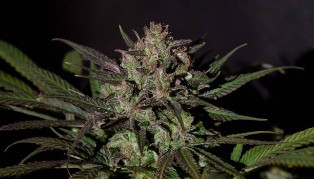 How to Stay Ahead of the Game with the Latest Cannabis Product Innovations