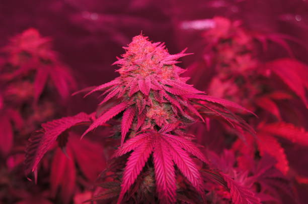 What is the projected growth of the cannabis dispensary industry?