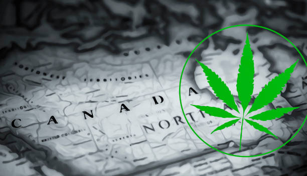 What is the best-reviewed cannabis dispensary in your area?