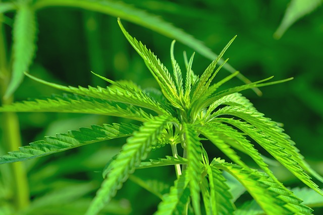 Banking Challenges for Cannabis Companies