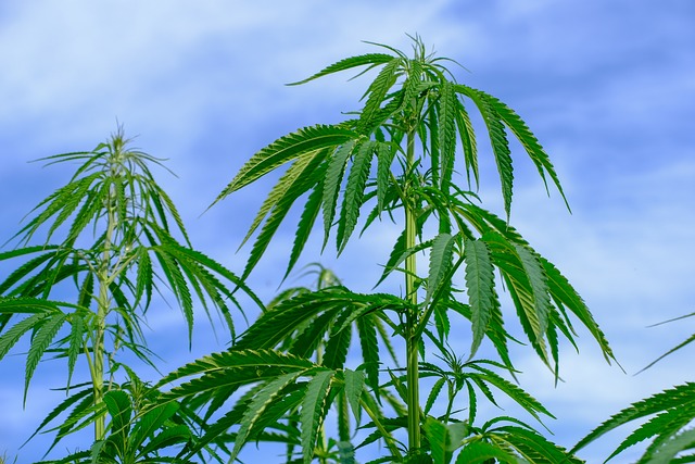 Take Your Cannabusiness to the Next Level with Cutting-Edge Accounting Technology