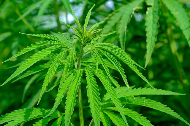 What are the tax implications of cannabis accounting?