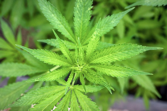 Master the Art of Tax Planning in the Cannabis Industry with Proven Accounting Techniques