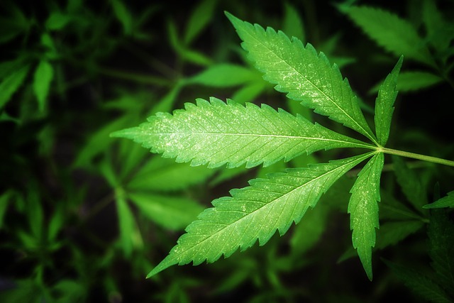 Find Out Why Cannabis Entrepreneurs Are Raving About This Innovative Accounting Solution
