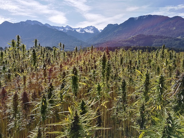 How to Streamline Your Cannabis Accounting Process for Maximum Efficiency