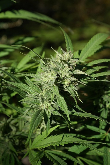Tax Implications for Cannabis Businesses