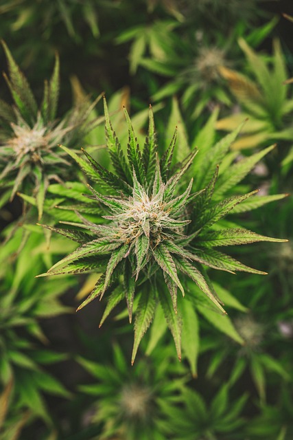 Learn How Cannabis Accounting Can Help You Maximize Profits and Minimize Risks