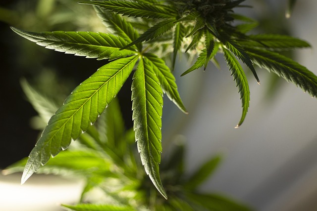 What are the best practices for cannabis accounting?