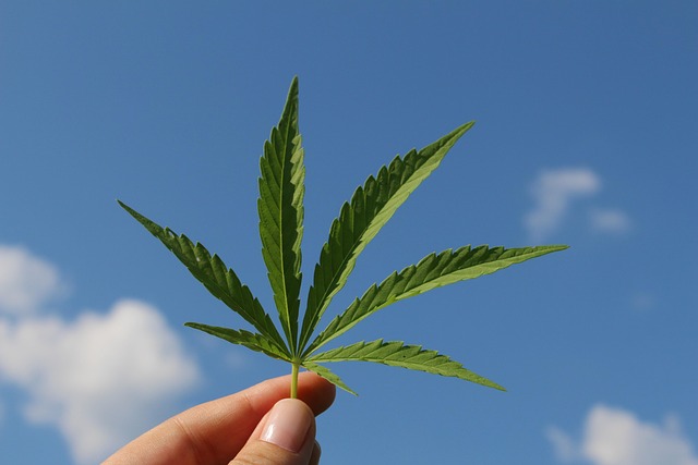 Unlock the Potential of Your Cannabusiness with Expert Accounting Strategies