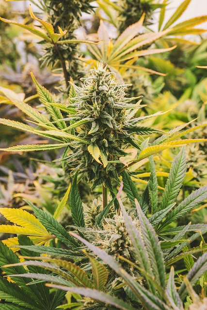 Importance of Proper Bookkeeping in Cannabis Accounting