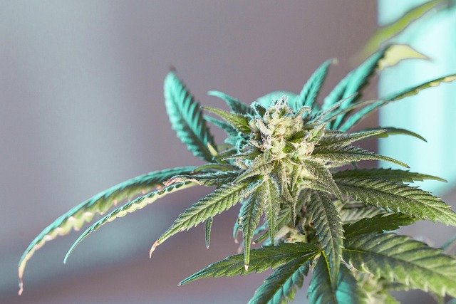 What is cannabis accounting?