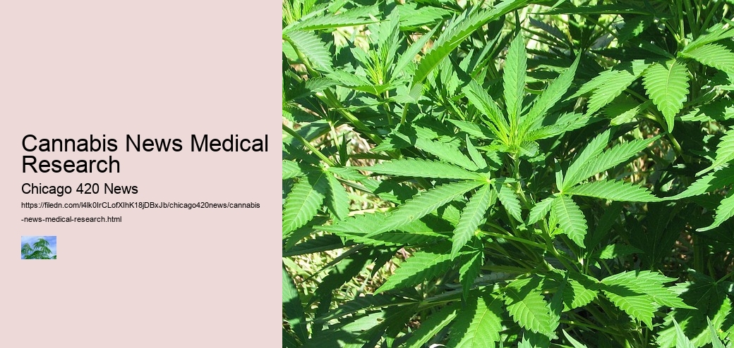 Cannabis News Medical Research