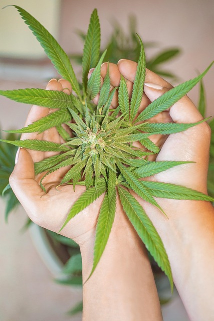 CBD skincare products gaining popularity in beauty industry