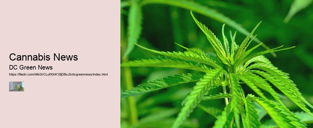 Cannabis News 