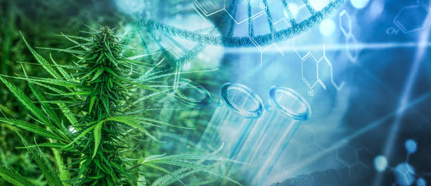 New Discoveries in Cannabis-based Medications