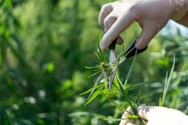 What are some common methods of consuming cannabis?