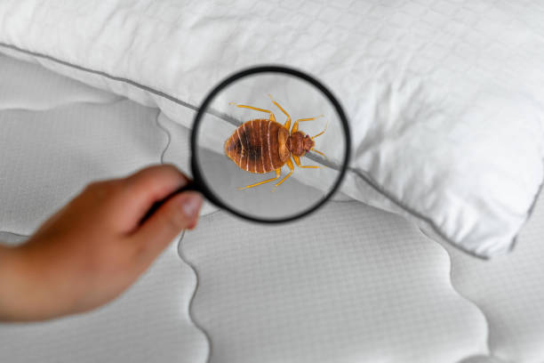 Discover the Secret to Natural Pest Control in Portland 
