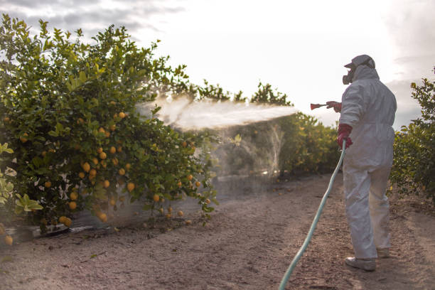Discover the Secret to Long-Term Ant Control Solutions in Seattle