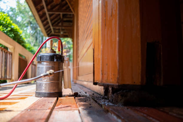 How to Safely Rid Your Home of Ant Infestations in Seattle