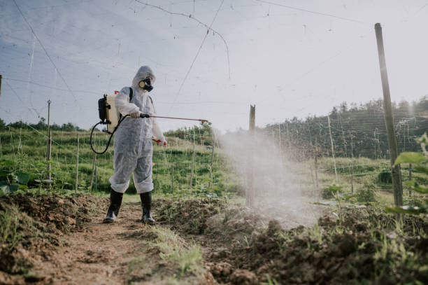 What is the most effective method for ant control services in Seattle?