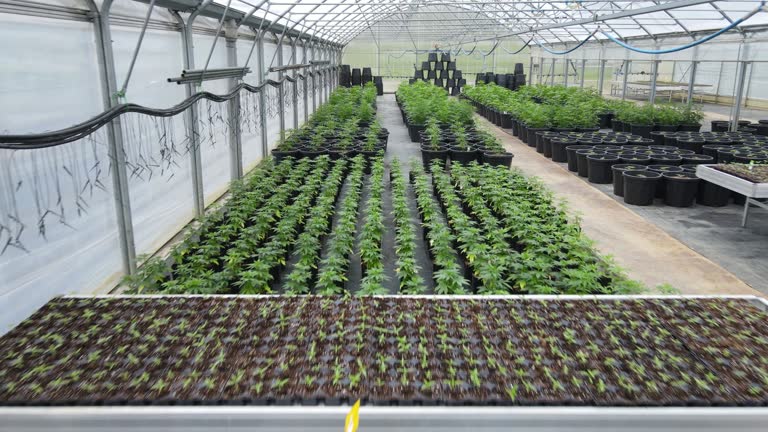 Unveiling the top new cannabis products that will change the way you consume forever