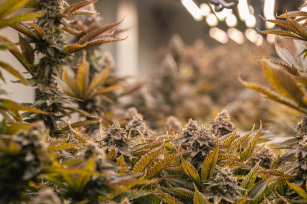 What is the innovative technology behind a groundbreaking new cannabis vape pen?