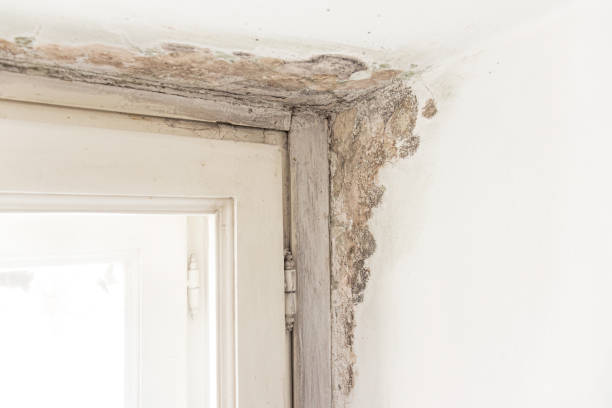 Wondering How to Repair Flood Damage in Raleigh NC? Trust Our Experienced Contractors