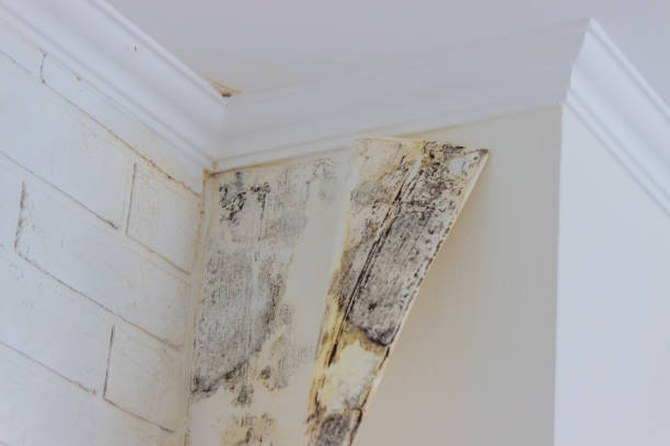 Importance of professional smoke damage restoration services in San Antonio TX