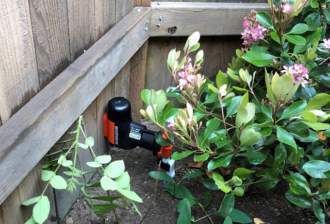 What is the most common type of pest found in Seattle homes?