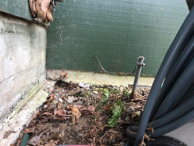 What is the difference between DIY and professional pest control in Seattle?