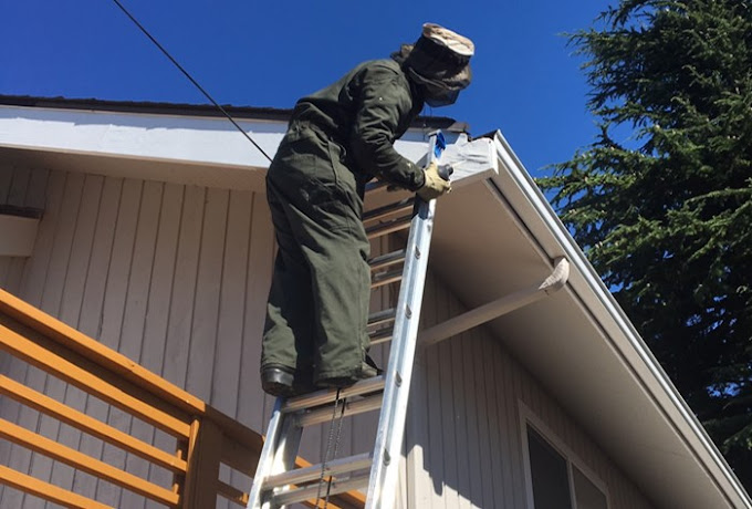 Seasonal pest control tips for Seattle residents