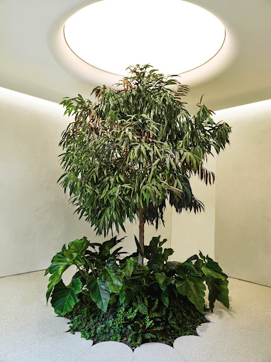 Looking for Budget-Friendly Cannabis Delivery? Toronto Delivers!