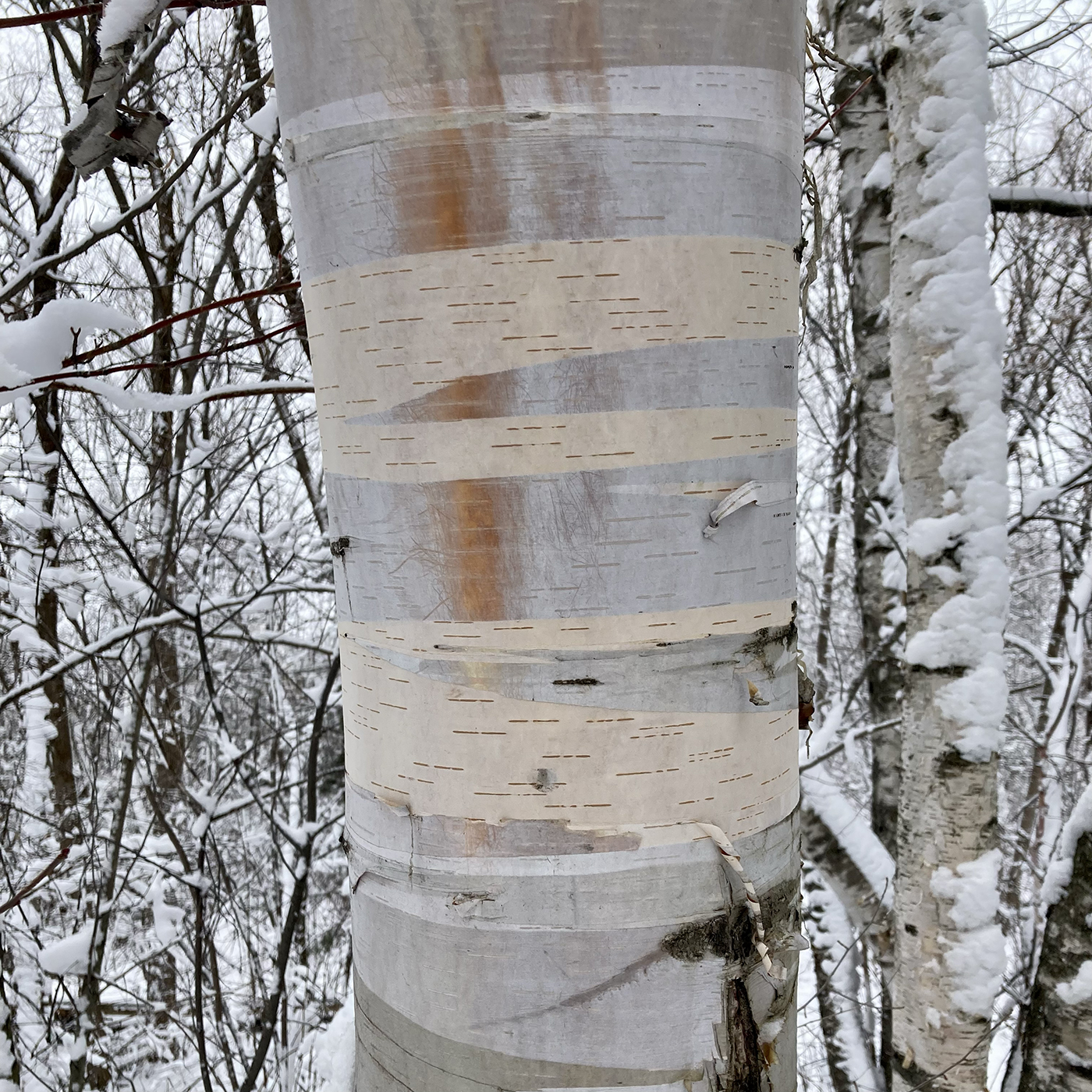 Bouleau hivernal Ecorce de bouleau dans une forêt en hiver, du blanc, du graphique