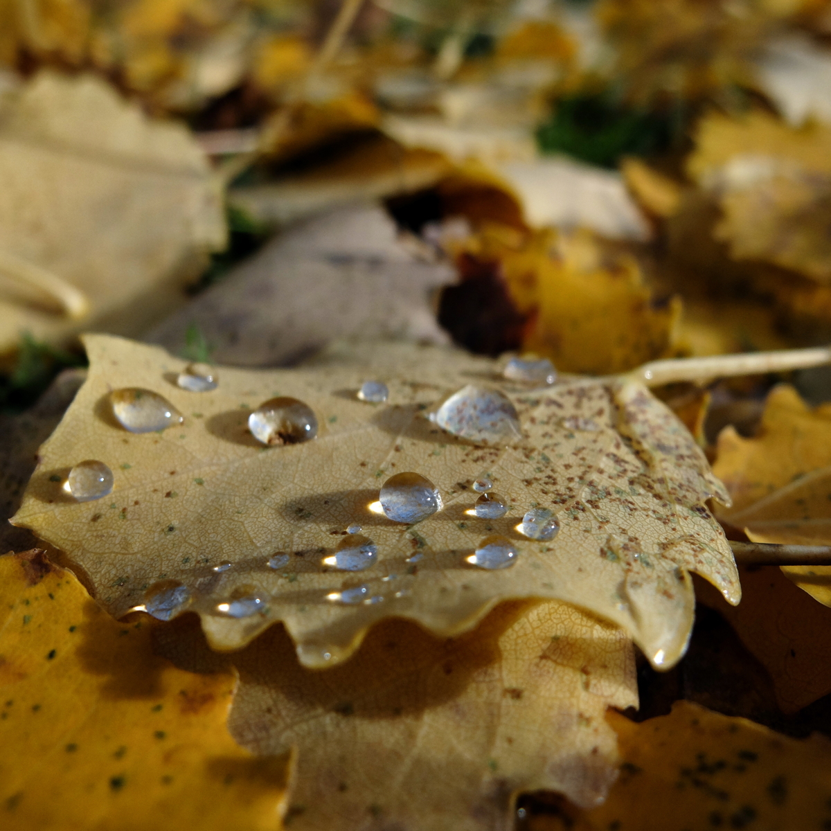 Gouttes d'eau sur une feuille d'automne