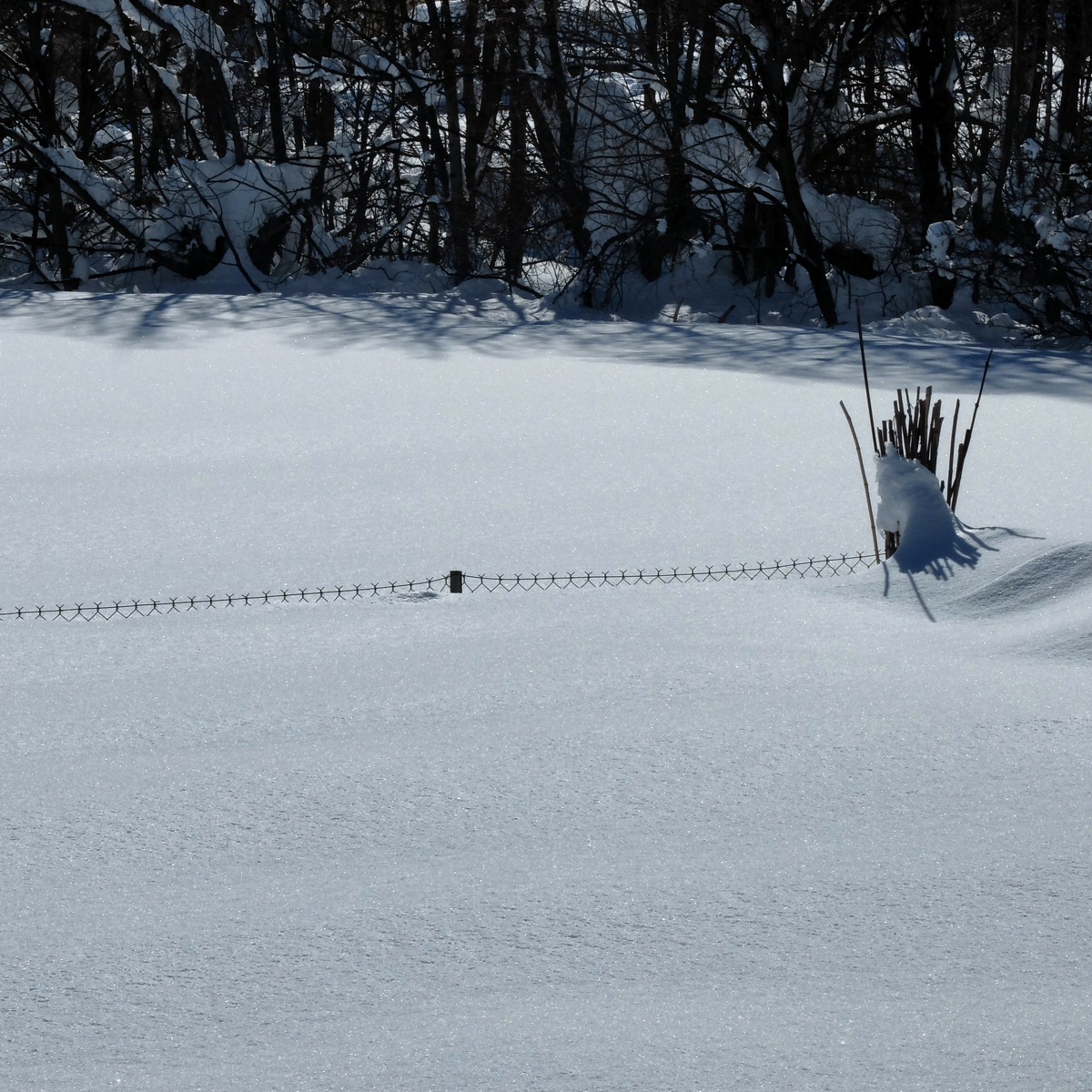 Clôture et tuteurs sous la neige