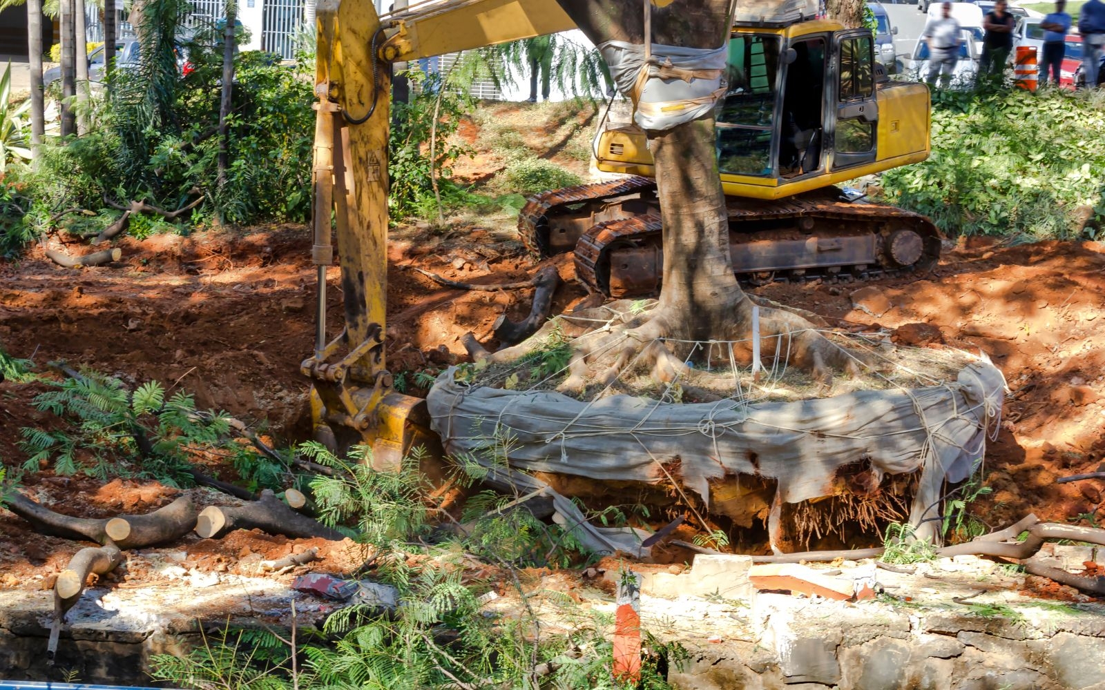 Do you handle disposal of palm tree debris?
