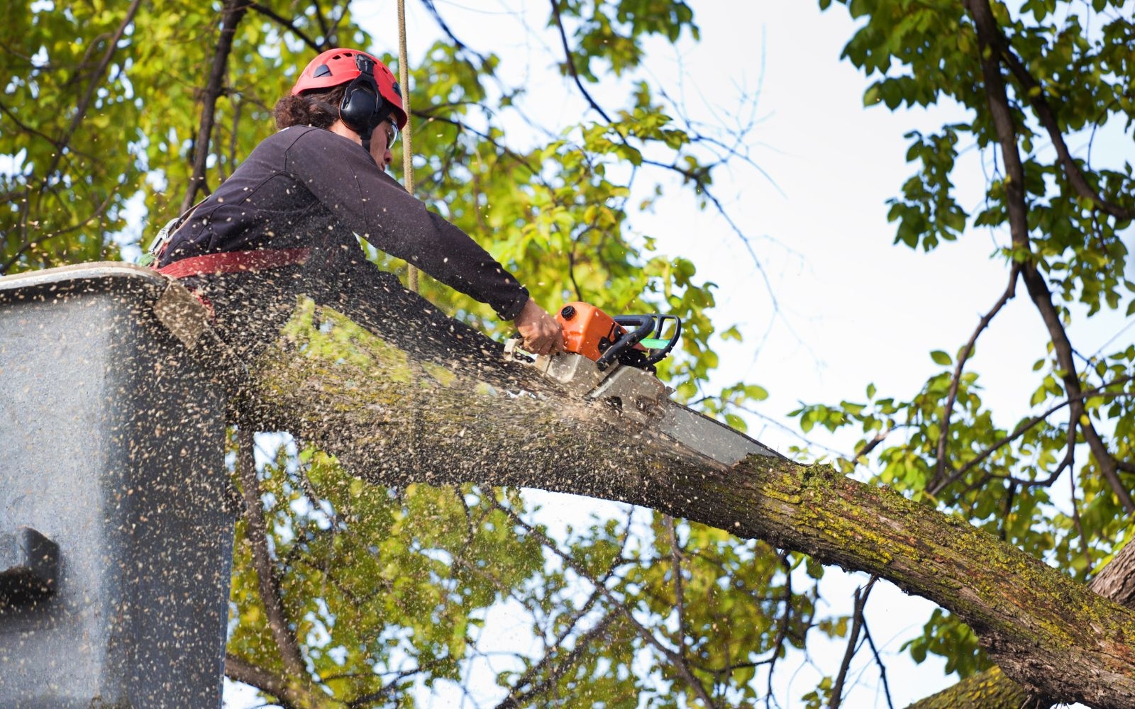 How can I tell if my tree needs pruning?