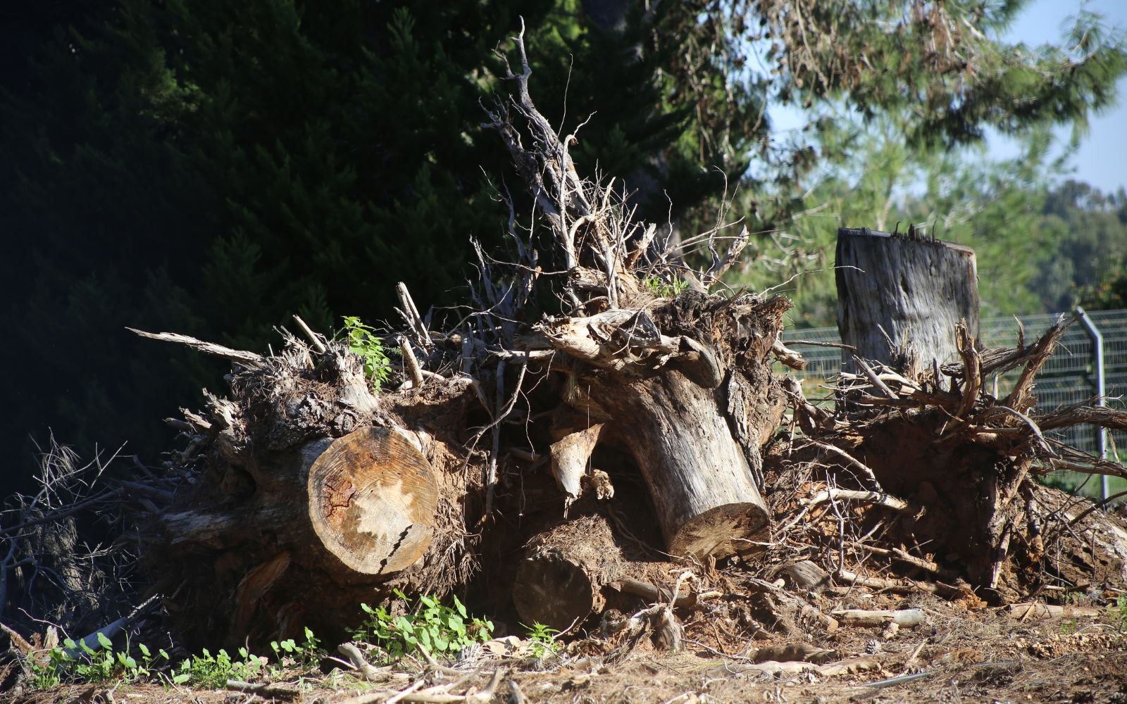 Expert Tree Removal Services Across Melbourne