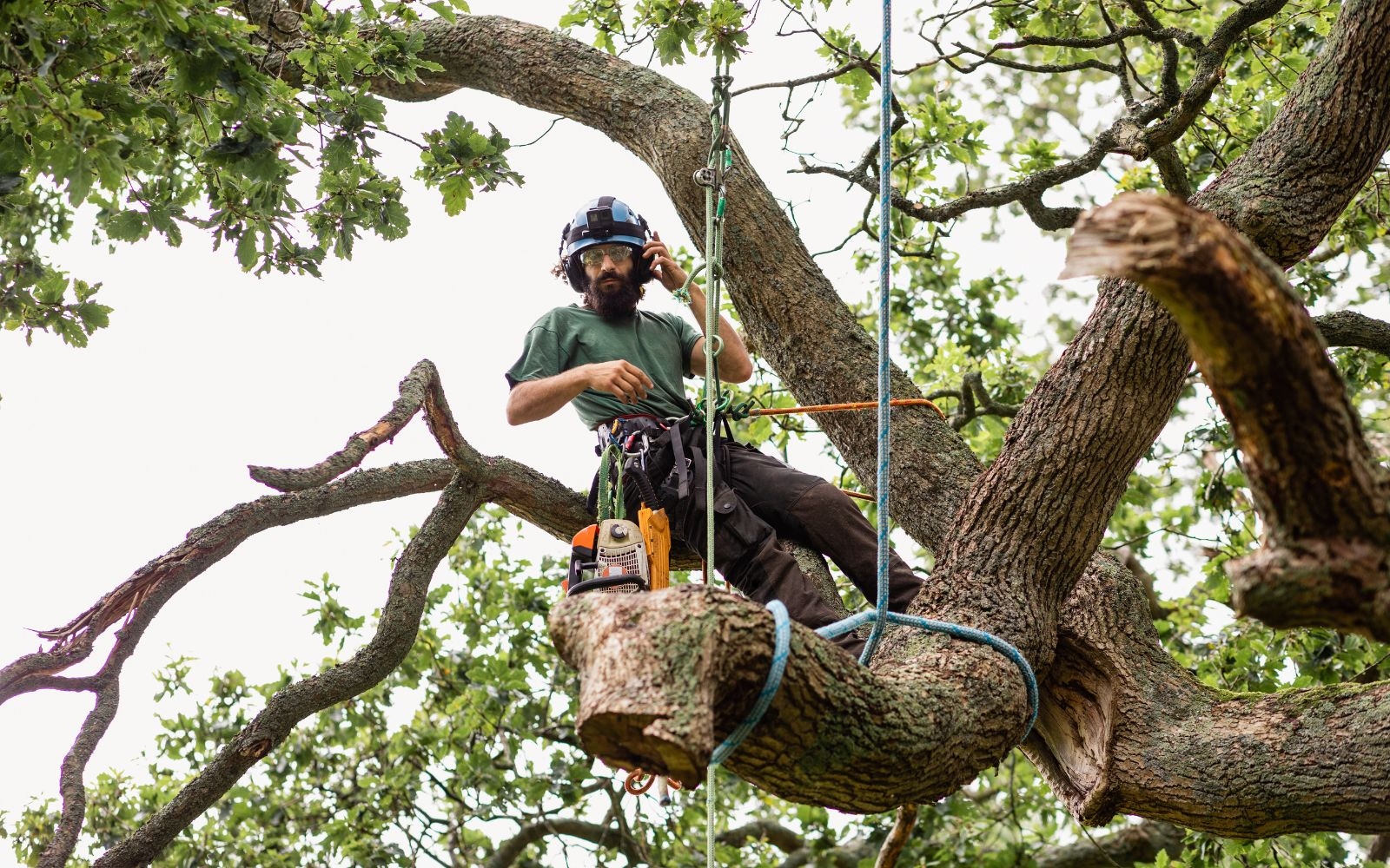 Managing Trees Growing Near Power Lines
