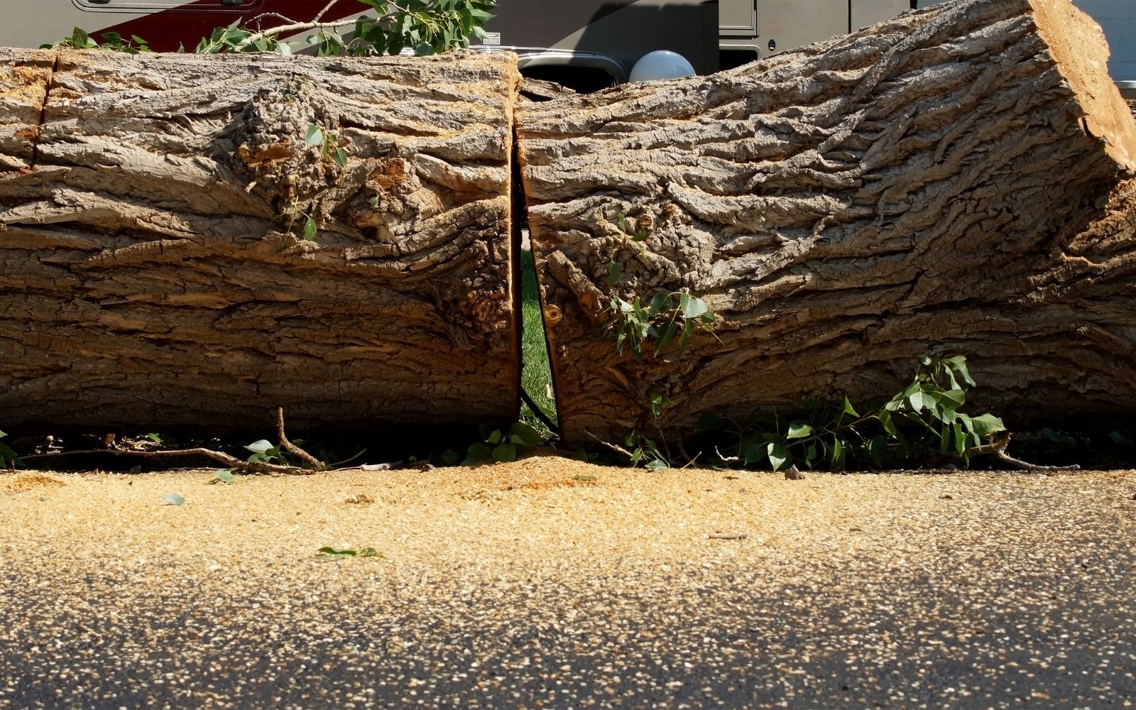 Professional Tree Removal Services in South Melbourne