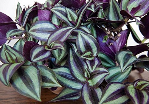 wandering jew plant