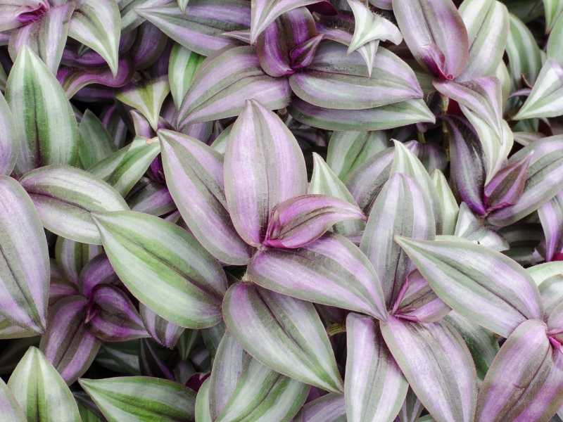 wandering-jew-plant-tradescantia-zebrina